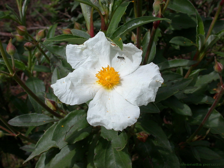 Cistus laurifolius / Cisto maggiore